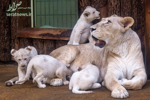 چهار توله شیر سفید نادر در کنار مادر خود کیارا در باغ وحش ماگدبورگ آلمان