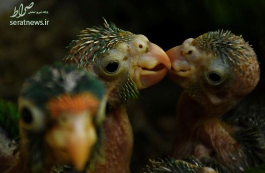 طوطی های نوک نارنجی تازه متولد شده در مرکز نجات حیات وحش در برلین