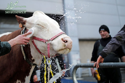 یک کشاورز فرانسوی گاو خود را برای نمایشگاه بین المللی کشاورزی در پاریس آماده می کند