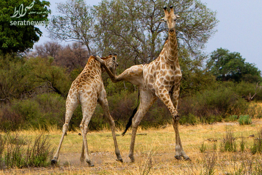 کونگ فو یک زرافه در دشت بوتسوانا