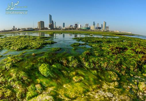 جلبک سبز نشسته بر روی یک ساحل در کویت
