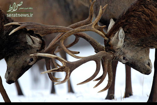 شاخ به شاخ شدن دو گوزن در جنگلی در شمال پایتخت مینسک بلاروس