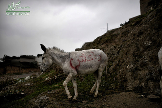 عبارت داعش نوشته شده روی بدن یک الاغ در غرب موصل