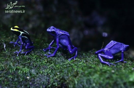 قورباغه زهرآگین، سم مهلک این قورباغه می تواند جان یک انسان را بگیرد