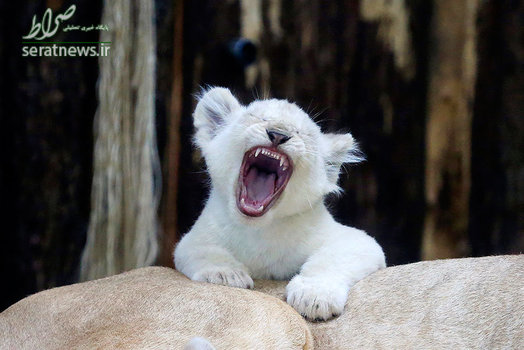 خمیازه بچه شیر سفید در باغ وحش در ماگدبورگ