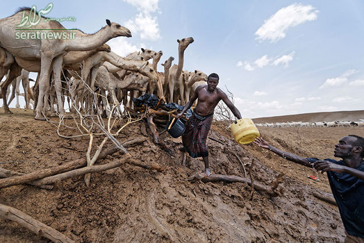 قحطی در اتیوپی و تلاش شترداران برای سیراب کردن شترها