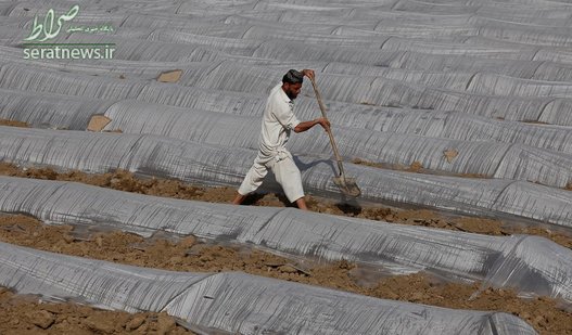 کشاورز پاکستانی در چارسده محصولات خود را برای محافظت از سرما با پلاستیک پوشانده