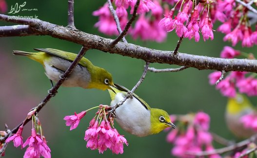 دو پرنده به نام چشم سفید در میان شاخه های گل در پارک جنگلی جنوب شرقی چین