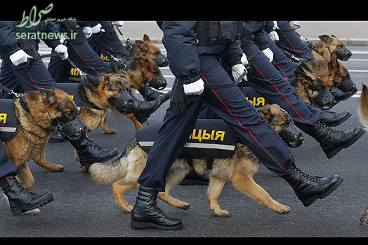 رژه نیروهای پلیس مینسک با سگهایشان در بلاروس