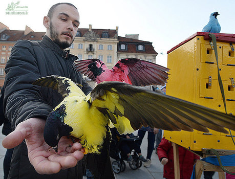فروش کبوترهای رنگارنگ در ورشو لهستان