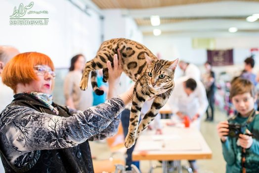نمایشگاه بین المللی گربه در سوئیس