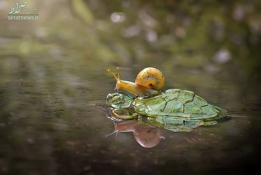 لاکپشت سواری یک حلزون در آبهای فلوریدا