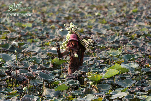 مردی در یک برکه در استان کاندال کامبوج در حال جمع آوری گل های نیلوفر آبی