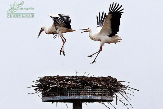 خشم یک لک لک از لک لک دیگر که قصد اشغال لانه اش را داشت - جنوب فرانکفورت، آلمان