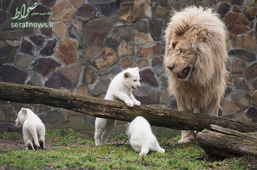 شیر سه سفید با سه توله دو ماهه خود در باغ وحش مجارستان