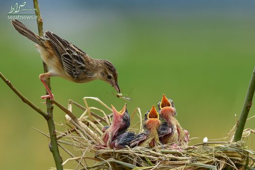سبدنشین چکاچک در حال غذا دادن به جوجه هایش