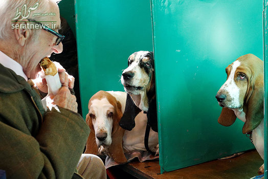 نمایشگاه سگ ها در بیرمنگام انگلیس