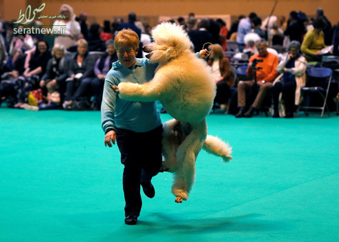 یک سگ پشمالوی پودل در نمایشگاه سگ بیرمنگام انگلیس