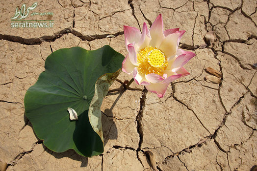 یک گل نیلوفر آبی در زمین خشک و ترک خورده منطقه پنوم پن کامبوج