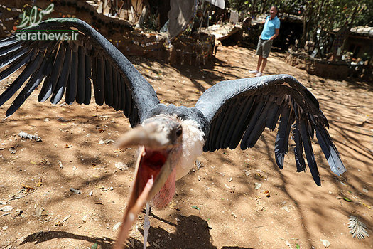 حمله یک لک‌لک کفن‌ودفن به دوربین - نایروبی، کنیا