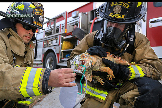 آتش نشانان در حال اکسیژن رسانی به یک سوسمار گرفتار در آتش سوزی - پندلتون، غرب آمریکا
