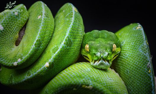 پایتون سبز درختی