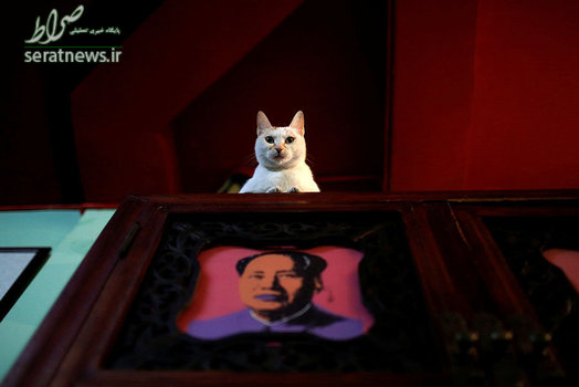 یک گربه نشسته بر بالای تصویری از مائو تسه تونگ رئیس کمیته مرکزی حزب کمونیست چین