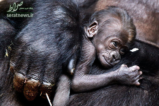 یک بچه گوریل که دو هفته پیش به دنیا آمده در آغوش مادرش در باغ وحش فرانکفورت آلمان