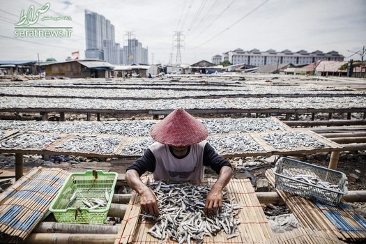 یک کارگر در حال خشک کردن ماهی در جاکارتای اندونزی