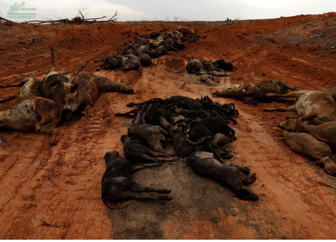 جزغاله شدن گاوها و سگها بر اثر آتش سوزی در مزارع تگزاس آمریکا