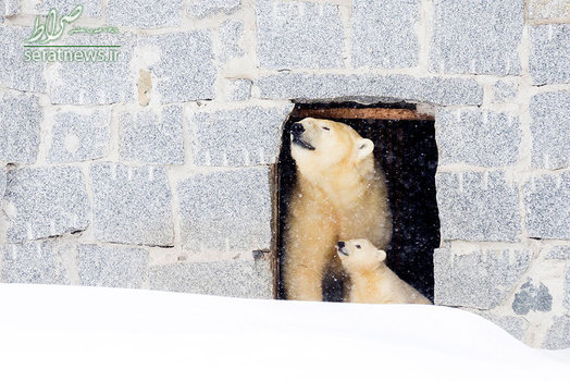 خرس قطبی و توله اش در باغ وحش فنلاند