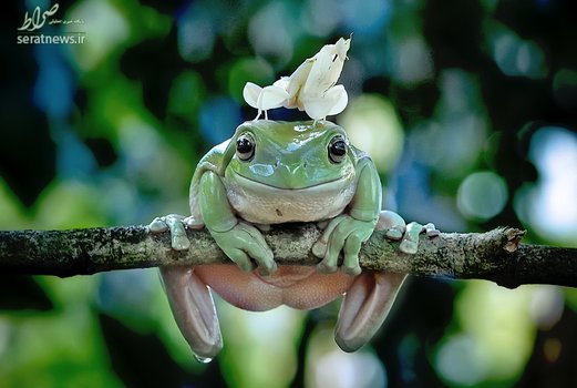 یک آخوندک ارکیده نشسته بر روی سر یک قورباغه -پادانگ، اندونزی