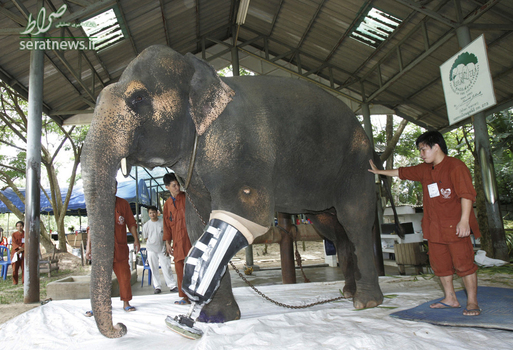 تهیه یک پای مصنوعی برای فیل 48 ساله در استان لامپانگ تایلند