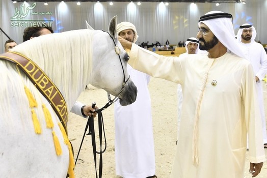 شیخ محمد بن راشد حاکم دبی در کنار یک اسب سفید در جریان برگزاری مسابقات بین المللی اسب عربی