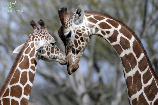 مهر مادری زرافه در باغ وحشی در جمهوری چک