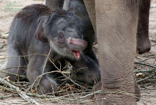 یک فیل تازه متولد شده در محوطه باغ وحش شهر کلن آلمان