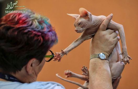 یک قاضی در بخارست رومانی در حال بررسی یک گربه