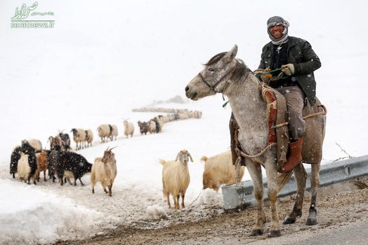 یک چوپان با گوسفندهای به صف شده در هوای برفی گورپینر ترکیه
