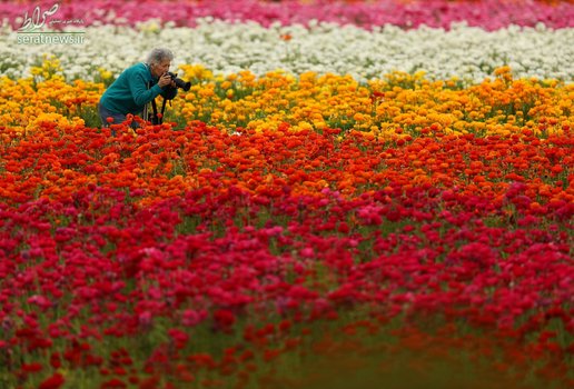 عکس گرفتن یک عکاس در اولین روز بهار از دشت گلها - کارلزبد، کالیفرنیای آمریکا