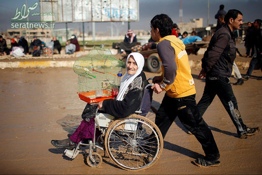 یک زن عراقی روی صندلی چرخدار  و پرنده ای در قفس در حال فرار از درگیری های موصل