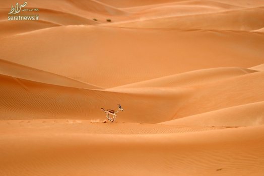 یک تیزشاخ عربی در حال دویدن در بیابان های امارات