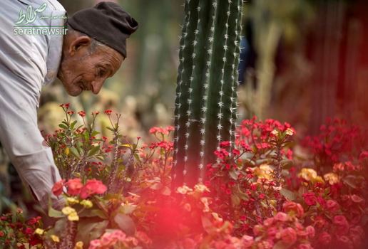 یک کارگر در نمایشگاه گل بهار در باغ اورمان - قاهره، مصر