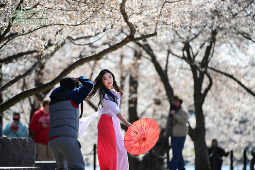 عکس گرفتن مقابل شکوفه های درخت گیلاس در واشنگتن دی سی