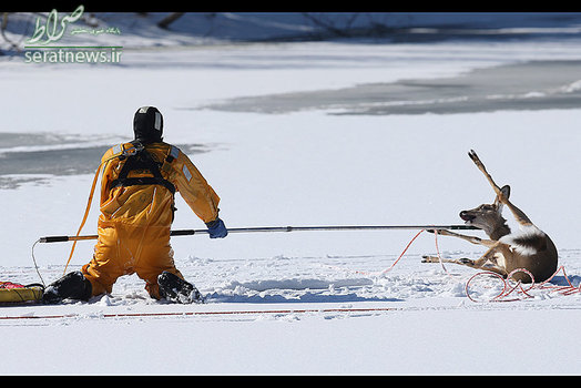 یک پرسنل امداد و نجات در حال کمک به یک گوزن گیر افتاده روی حوضچه یخی در بوستون آمریکا