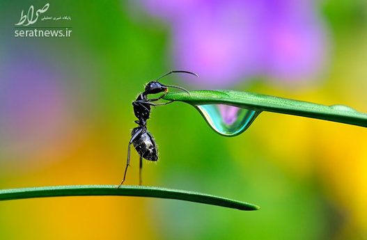 مورچه ای بین دو گیاه