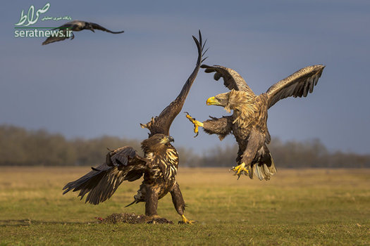 مبارزه دو عقاب دم سفید در دشت مجارستان