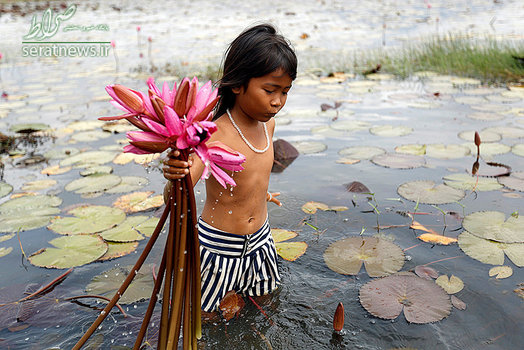 یک دختر در حال جمع آوری گل سوسن از یک برکه در کامبوج