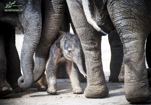 بچه فیل تازه متولد شده در باغ وحش آمرسفورت، هلند