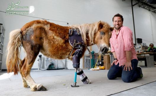 یک اسب کوچک با یک پای مصنوعی در ویرجینیا