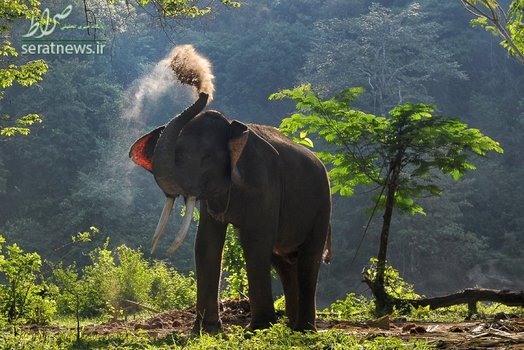 خاک بازی یک فیل سوماترایی